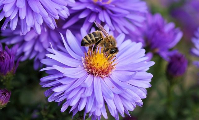 “Pszczoła w moim ogrodzie” – wyniki