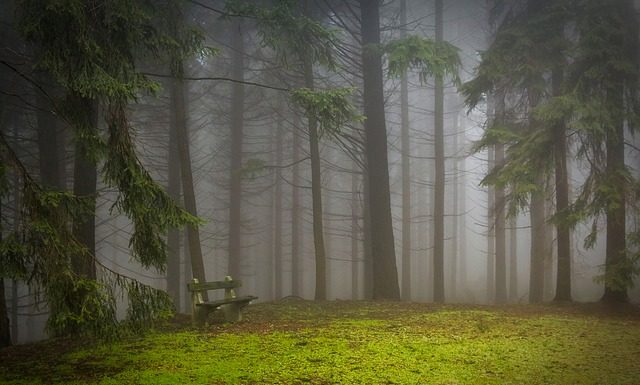 Samochody w lesie – Grzybiarzu – parkuj z głową