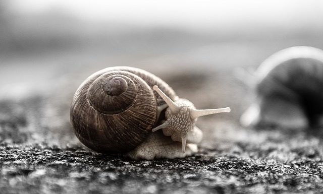 Głosujemy konkur “Zbuduj dom dla sąsiada-owada”