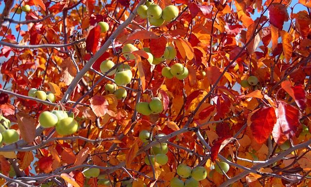 Szukamy drzewek owocowych