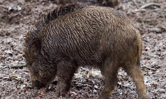 Dziki zniszczyły twoją działkę? – przyjdź do Urzędu Miasta