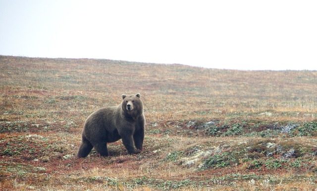 Są rysie i wilki, czas na niedźwiedzia