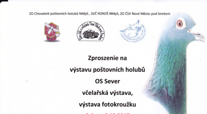 Wystawa Gołębi – Nove Mesto