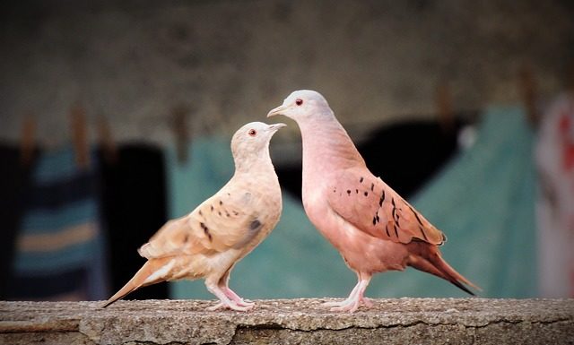 Gołębie Dalekodystansowe – wystawa – transmisja na żywo