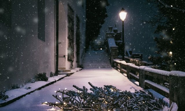 Sprzedaż choinek – gdzie i za ile?