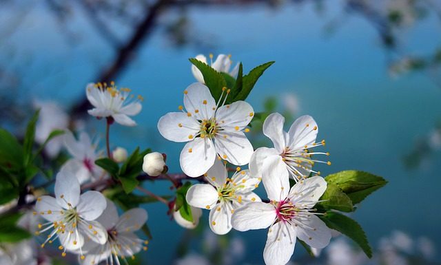 Szczepienie drzewek owocowych – rozpoczęcie prac w ogrodach