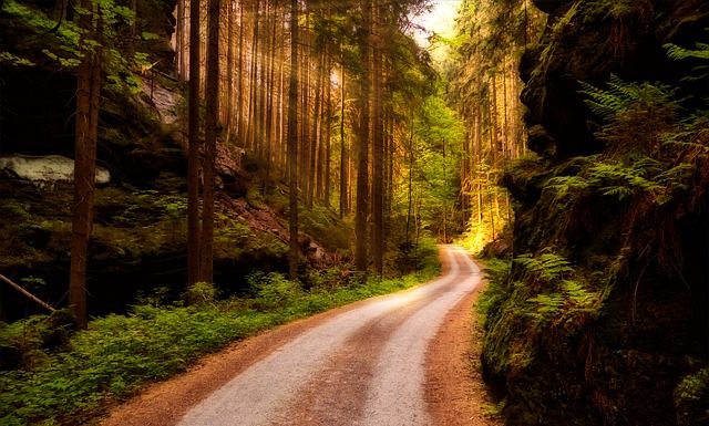 Drewno o prawidłowej gospodarce – Nadleśnictwo Świeradów