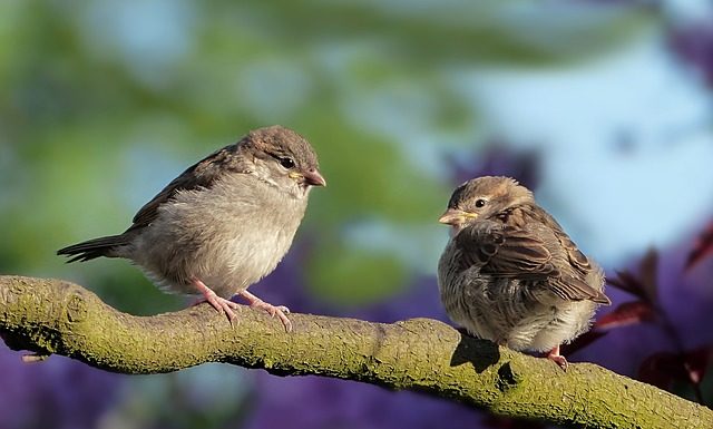 Szkolenie 19.06 – “Skrzydlaci współlokatorzy” – bezpłatne