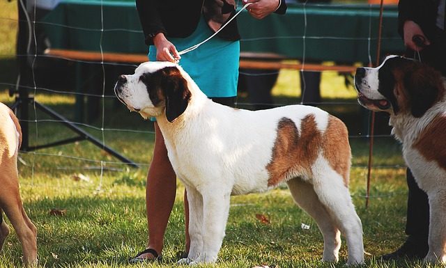 II Wystawa Psów Gór i Pogórza Izerskiego