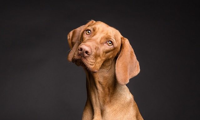 Nawet 5 tyś złotych kary za Twojego psa