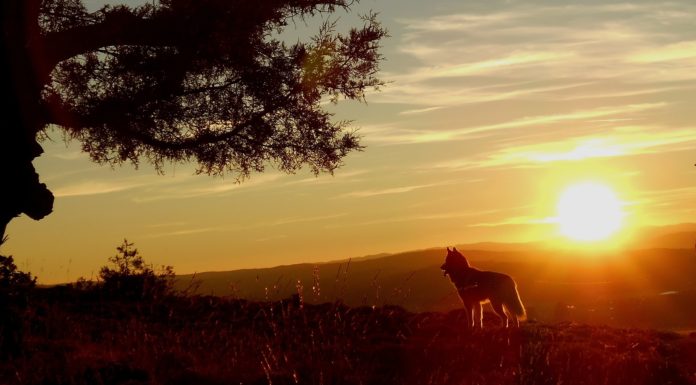 WILK ZNALEZIONY NA TERENACH NADLEŚNICTWA ŚWIERADÓW