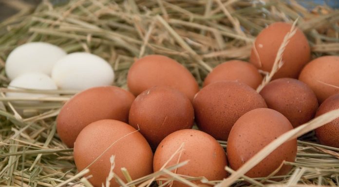 Co oznacza zielone żółtko? Podpowiadamy jak idealnie ugotować jajka