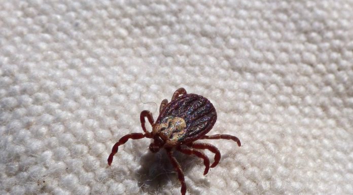 Wraz z otwarciem lasów wzrasta zagrożenie złapanie kleszcza – jak w łatwy sposób się uchronić?