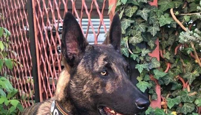 Zaginął pies ratowniczy! – ktoś widział? – apel